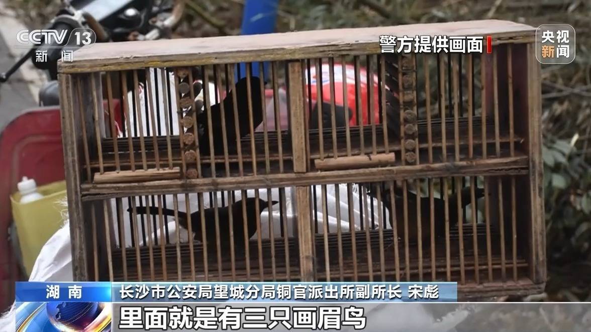 捕鸟反成“笼中鸟” 捕售画眉鸟41人落网