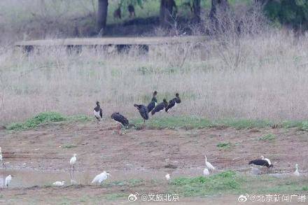 顺义唐指山水库再迎鸟中大熊猫