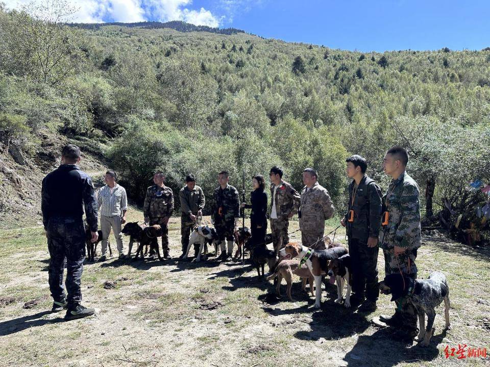 揭秘“野猪猎捕队”丨海拔3000米高山密林，记者跟队直击猎捕野猪全过程