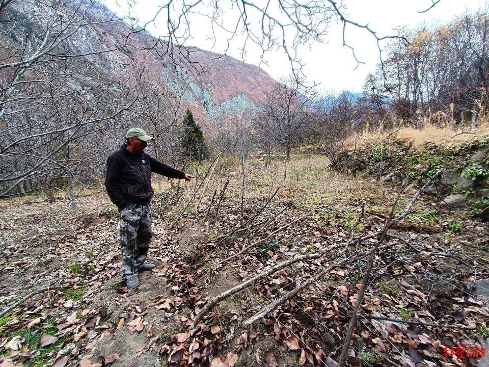 揭秘“野猪猎捕队”丨海拔3000米高山密林，记者跟队直击猎捕野猪全过程