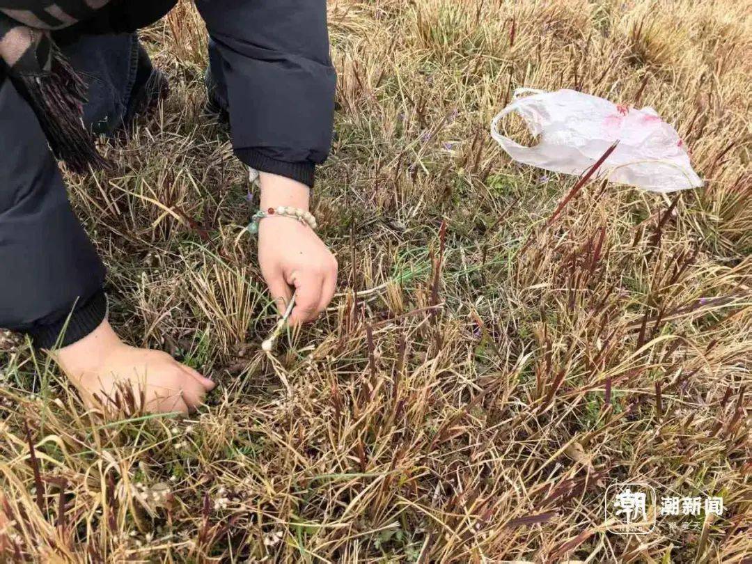 “挖挖挖！捣捣捣！”浙江很多人组团出动挖春菜：太上头……